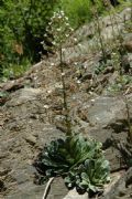 Saxifraga cotyledon